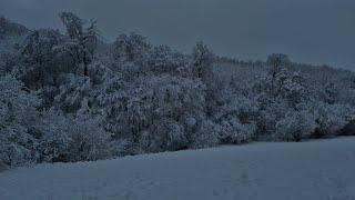 Beautiful Relaxing Sounds for Stress Relief || The Sound of a Stream in the Forest in Winter