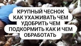 Как вырастить крупный чеснок. Без подкормок любых обработок БЕЗ ухода.