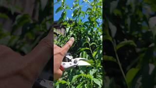 летняя подрезка персика #garden #peach  #shorts