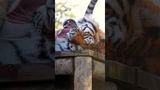 Just Luca, our Amur tiger, being cute! 