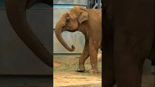 Азиатский слон -10 Московский зоопарк #shorts Asian elephant Moscow zoo