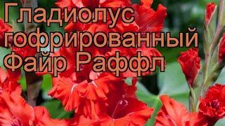 Гладиолус гофрированный Файр Раффл (gladiolus)  обзор: как сажать, рассада гладиолуса Файр Раффл