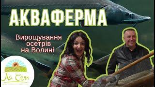 Вирощування осетрів на Волині. ЛяСело побувало на унікальній аквафермі