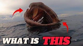SPEARFISHING PHILIPPINES || BEST SPOT || BANTON ROMBLON || MEL SPEARFISHING TV!️