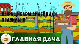 Выращиваем лилейники правильно