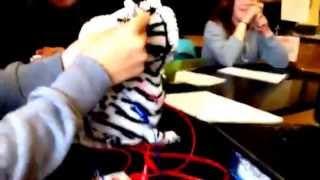 Leg it's zebra