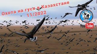 Охота на Гуся в Казахстане 2022 Северная утка Атаковала гусиные чучела! Съемка дроном! Аркалык 4K