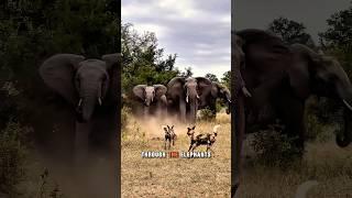 Elephants vs Wild Dogs: A Clash Over the Kill