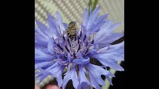 #shorts Cornflower or Centaurea cyanus and the hardworking fly  (@littlecuriousme )