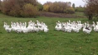 Холмогорские гуси в Курской области у Батищева Алексея Николаевича.