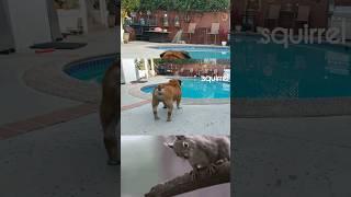 When Squirrels Attack, Dogs Unite!  bulldog pitbull pug #shorts #dog #animals