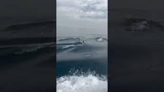 Jetski in Pacific Ocean #pacificocean #jetski #dolphins #losangeles #marinadelrey #santamonica