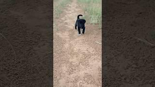 My Barking Puppy Honey | Dog Sounds | Dog Voice #shorts #youtubeshorts #dog #dogbarking