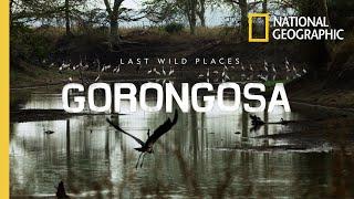 Last Wild Places: Gorongosa | National Geographic