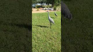 Mowing the right way? #shorts #florida #mowing #sandcranes #giant #birds