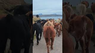 #cattle #cattlefarming #farmlife #farming #scottishhighlands #scottishmountains #highlands #croft