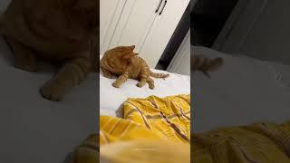 ofc always orange cats... #lyrics #memes #subscribe #funny #mrbeast #mom #moms #relatable #nokia