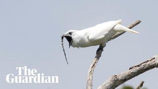 White bellbird: listen to the world's loudest bird call