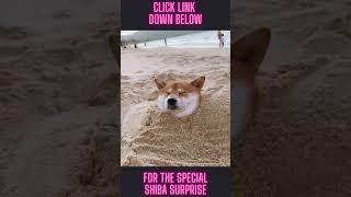 Shiba Inu Funny Moments #Shorts