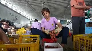 Começa a temporada de colheita de lichia em Guangdong