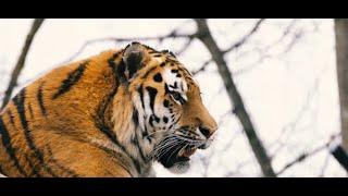 Majestic Tiger || Samsin Cartoon TV || Full HD || Tiger in a jungle || Trapped Cub