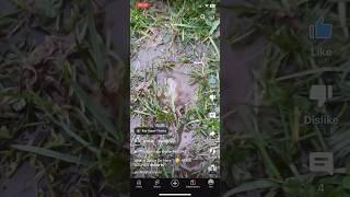 Hidden Like Button - YouTube Shorts Bug