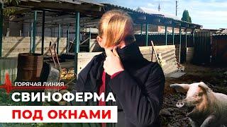 Свиноферма под окнами. ГОРЯЧАЯ ЛИНИЯ