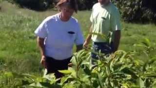 The American Chestnut Foundation brings trees back to life