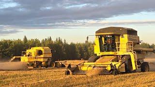 Harvesting Peas And onto Wheat!