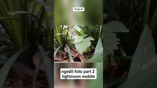 ngedit foto part 2 - tutorial edit foto aesthethic dengan lightroom mobile gampang