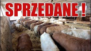 SPRZEDAJEMY ZA MAŁE BYKI ? - CHWILA PRZED SPRZEDAŻĄ