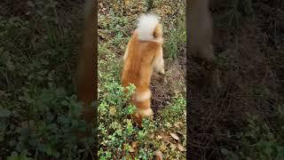 Dog digs/Собака копает #shorts #suomenpystykorva #laikadog #dog #dogdigs #huntingdog #hunting #лайка