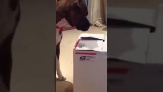 unboxing dog /dog surprise#youtube short# short videos