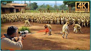 Amazing: How Do Hunters And American Farmers Deal With Millions Of Monkey, Baboon By Guns And Trap.