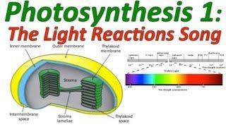 Photosynthesis: The Light Reactions Song