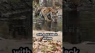Siberian Tigers Roaming the Snowy Wilderness #viral #trending