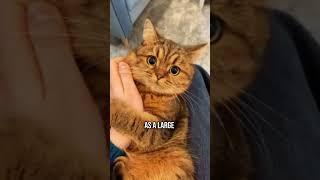 Why Your Cat Really Wakes You Up in the Morning