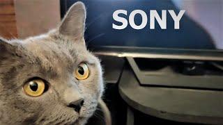 I won't buy SONY anymore. I've had enough!