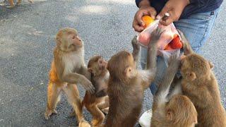 feeding tomato to a group of monkeys || monkey love red tomato