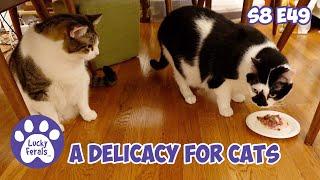 A Delicacy For Cats, Making Up For Lost Time - Lucky Ferals S8 E49 - Cat Vlog With 11 Cats