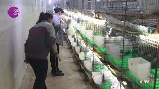 Farmers hop to rabbit farming in Xinjiang county