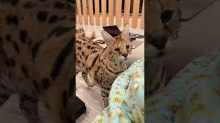 Serval meow