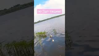 Карась клюёт по два сразу. Ловля карася на убийцу #fishing #рыбалка #рыбалка2023