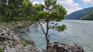 Сосна на камне. Горная река. Стоковое видео. Футаж. / A pine tree on a stone. Stock video. Footage.