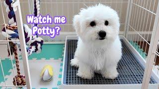 3-Month Bichon Masters Indoor Potty in 2 Weeks (Puppy Explains)