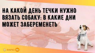 На какой день течки нужно вязать собаку: в какие дни может забеременеть