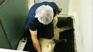 Mercy Halal Islamic Slaughter Part 2 - B