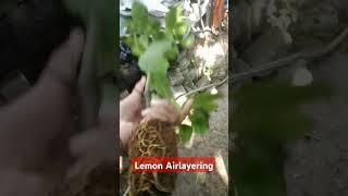 #Lemon #Airlayering #Result #Gardening #Terrace