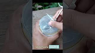 Indoor Plant Propagation - Philodendron