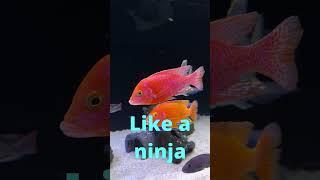 Chill Your African CICHLID AGGRESSION!